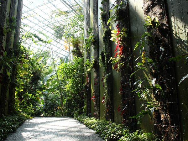 🌿 마키노 토미타로 기념관 본관(마키노 토미타로 키넨칸 혼칸) 이미지 7